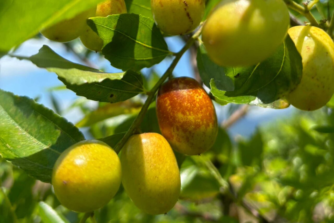 德國鄉村莊園民宿