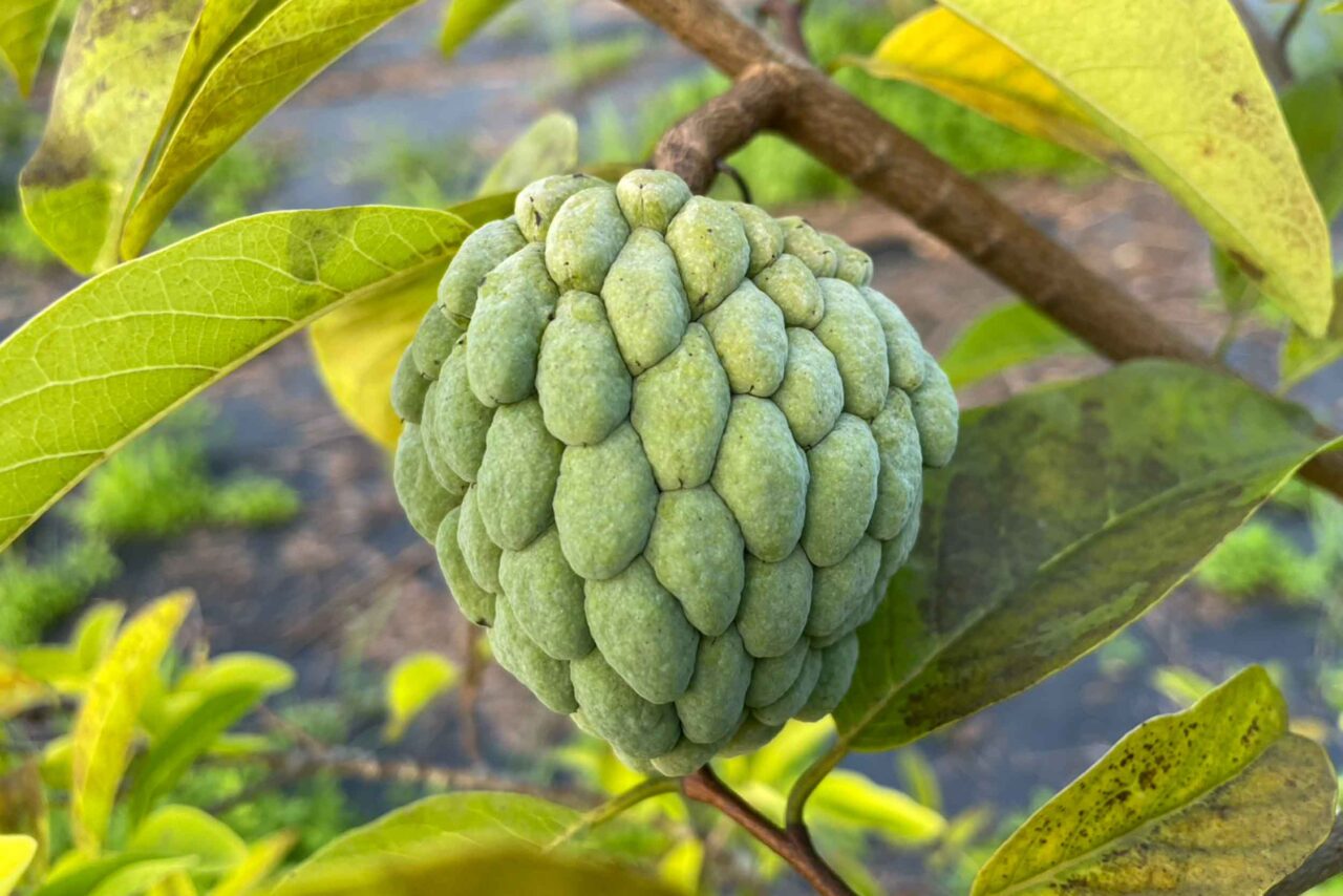 德國鄉村莊園民宿