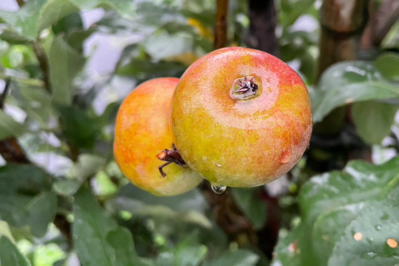 德國鄉村莊園民宿